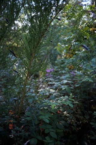 DSCF9034.jpg